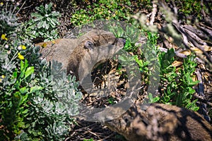 Close up shot of a rock hyrax or dassie on top of Table Mountain