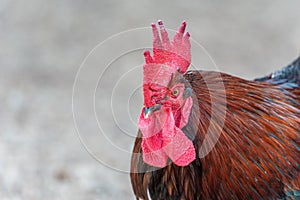 Close up shot of a rooster