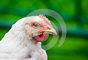 A close up shot of a rooster. Broiler chicken in outdoor garden. Domestic alive chicken portrait concept
