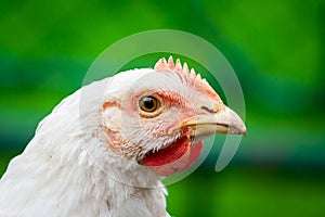 A close up shot of a rooster. Broiler chicken in outdoor garden. Domestic alive chicken portrait concept