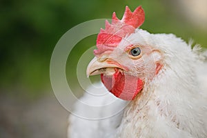 A close up shot of a rooster. Broiler chicken in outdoor garden. Domestic alive chicken portrait concept. Copy space