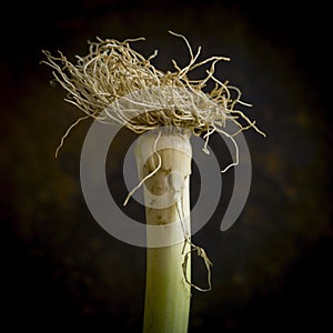 Close-up shot of the roots of Wild leek, Allium ampeloprasum, isolated on a brown background