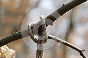 Close up shot of a rope knot tied on a tree branch on a blurred background
