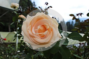 Rose (Rosa) Flower in Peach Color photo