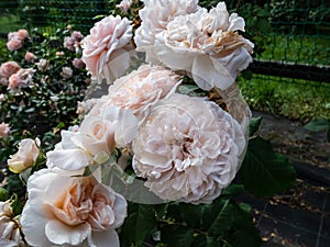 Close-up shot of rose `Rose de Tolbiac`. Very erect, slowly growing climbing rose with nostalgic very doubled flowers in pastel-