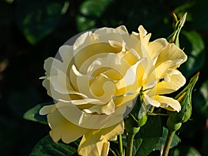 Close-up shot of the rose 'Sonnenroschen' flowering with full yellow blooms in a park