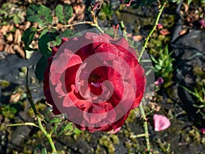Close-up shot of the rose \'Stadt Kiel\' flowering with deep red flowers in a park