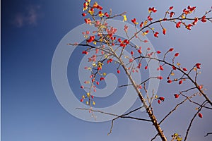 Close-up shot of rosehips growing on tree branches with a blue sky background