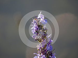 Close up shot of Rosmarinus blossom