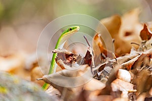 Close up shot of a rough green snake in the Wichita Mountains National Wildlife Refuge