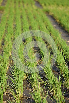 Close up shot of rows of paddies on the rice field