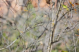 Close up shot of Ruby-crowned kinglet bird