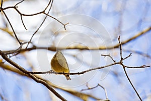 Close up shot of Ruby-crowned kinglet bird