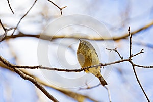Close up shot of Ruby-crowned kinglet bird