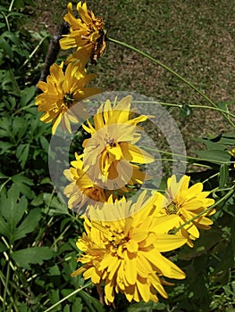 Close-up shot of Rudbeckia laciniata, the cutleaf coneflower, Goldquelle cultivar.