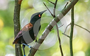 Close up shot of a saddleback bird perched on a tree branch