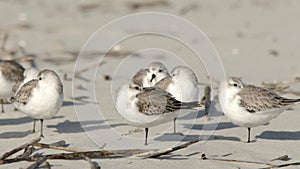 Close up shot of Sanderlings Calidris Alba  on a beach photo