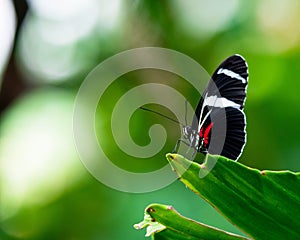 Close-up shot of a Sara longwing butterfly perched atop a green leaf