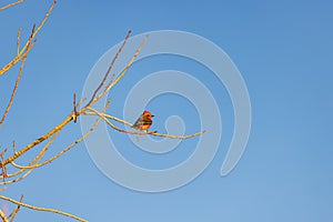 Close up shot of Scarlet flycatcher flying out from the branch