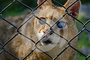 Close up shot of a scary face of a big wild dangerous cat looking from behind the metal fence