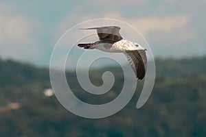 Close-up shot of a seagull flying with its wide-open wings