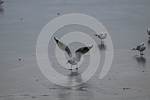 Close-up shot of a seagull landing on the wet sand of the coast