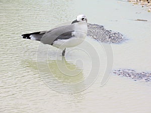 Seagull standing in shallow water