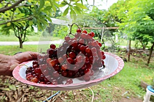 Close-up shot of seasonal fruit of Thailand with longkong and grapes placed in a tray held by someone.
