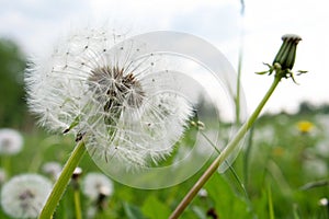 Close-up of Seeded Dandelion Head