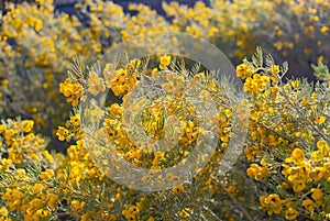 Close up shot of Senna artemisioides blossom