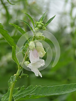 Close up shot of  Sesame seeds white flowers.