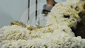 Close up shot of shearing with blade shears