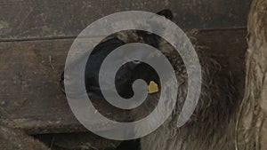 Close Up Shot of sheep`s head.