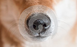 Close up shot of Shiba inu dog nose. Selective focus. Dog nose. Front view