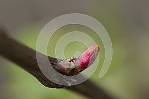 Macro shot of an opening bud on a grape vine