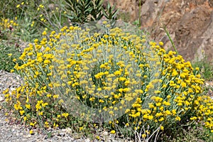 Close-up shot of Shrubby Everlasting Helichrysum stoechas shrub