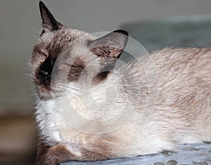 Close-up shot of a Siamese cat that keeps napping..