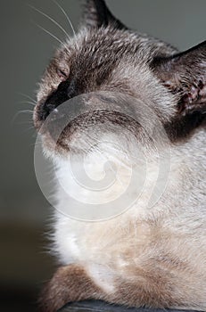 Close-up shot of a Siamese cat that keeps napping.