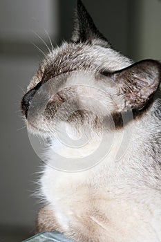 Close-up shot of a Siamese cat that keeps napping.