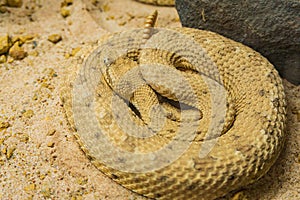 Close up shot of a Sidewinder snake