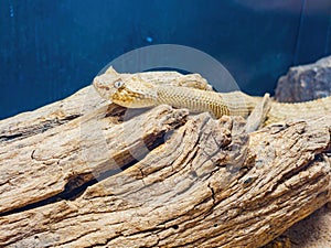 Close up shot of a Sidewinder snake