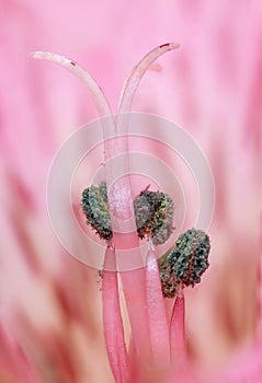 Close up shot of single Alstroemeria flowern photo
