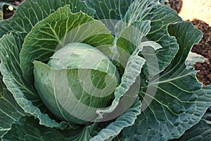 Close-up shot of a single cabbage bush with large ovary growing in a vegetable patch in an agricultural field on farmland