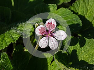 Close-up shot of single five-petalled flower, pink veined and red-spotted white flower of Storksbill Erodium pelargoniflorum `