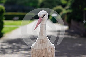 Close-up shot of a single stork standing in a park - Avifauna photo
