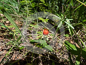 Close-up shot of a single wild strawberry (Fragaria vesca) in forest with red, maturing berry in summer