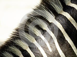 Close-up shot of skin and fur on the mane of a black and white zebra, a herbivore of southern Africa or the savannah