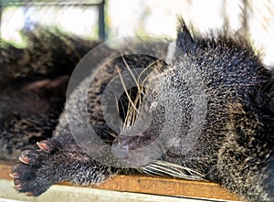 Close up shot of sleeping binturong or bearcat