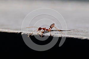 Close-up shot of a small ant, its antennae and six legs