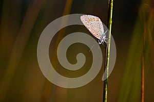 Close-up shot of a small brown and yellow butterfly perched on the tip of a green grass blade